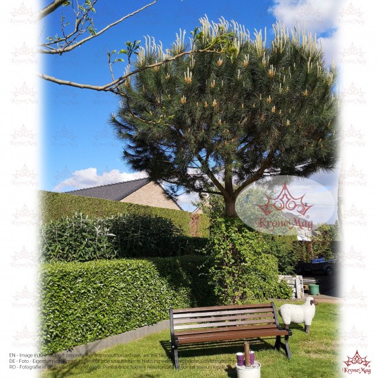 Parkbank,Sitzbank mit Rückenlehne aus Gusseisen und Holzauflage 700